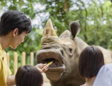 10 Fun Activities For Kids Who Love Animals In Singapore