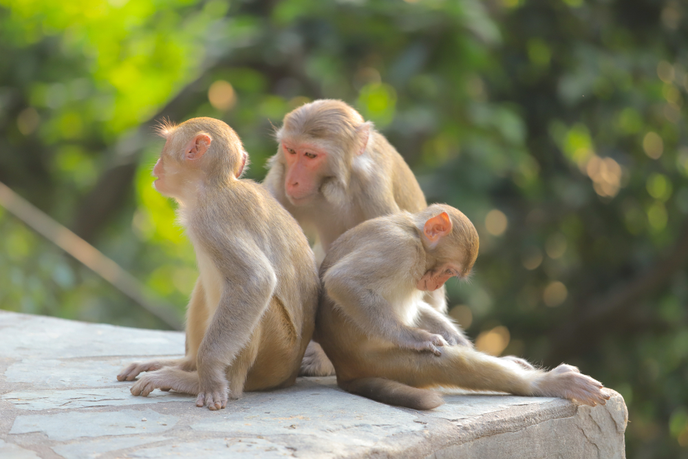 The,Monkey,At,Hong,Kong,,Kam,Shan,Country,Park,2019
