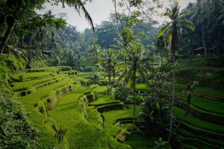 live in bali as a hong kong expat
