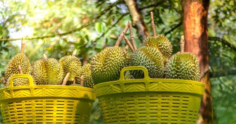 Durian Orchard In Raub Pahang