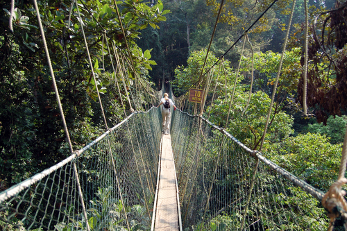 Jungle Trekking At taman Negara