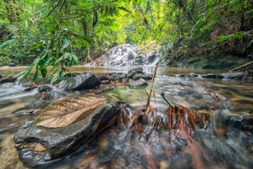 Waterfall In Templer Park