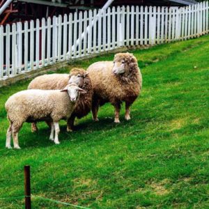 Visit The Sheep Sanctuary In Cameron Highlands, Malaysia