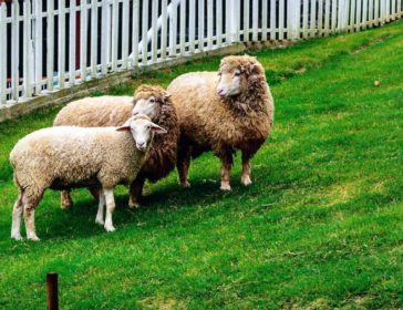 Visit The Sheep Sanctuary In Cameron Highlands, Malaysia