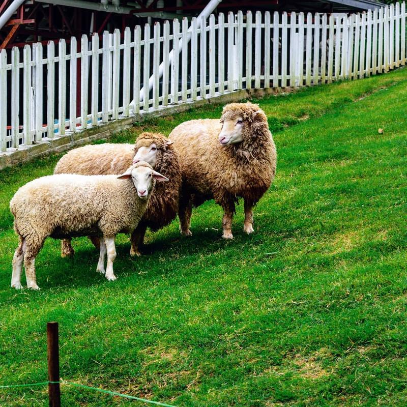 The-Sheep-Sanctuary-Kuala-Lumpur