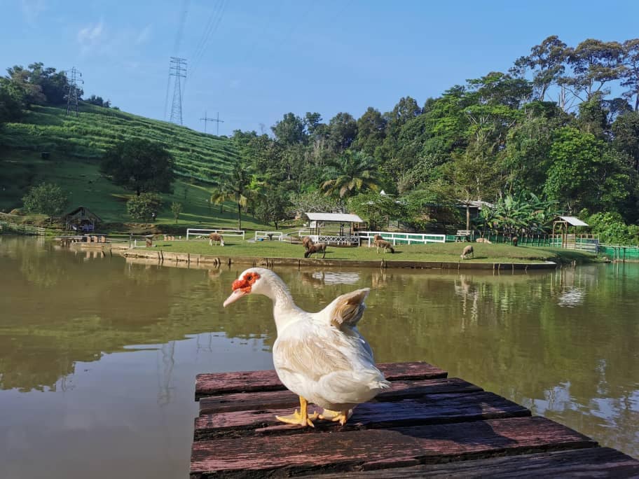 Bukit-Jelutong-Eco-Community-Park-Kuala-Lumpur