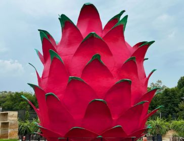 Fruity Goodness At HL Dragon Fruit Eco Farm, Malaysia