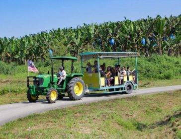 Explore Agrotourism At Selangor Fruit Valley, Malaysia