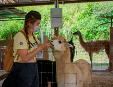 Petting Zoo At The Bentong Farm In Pahang, Malaysia