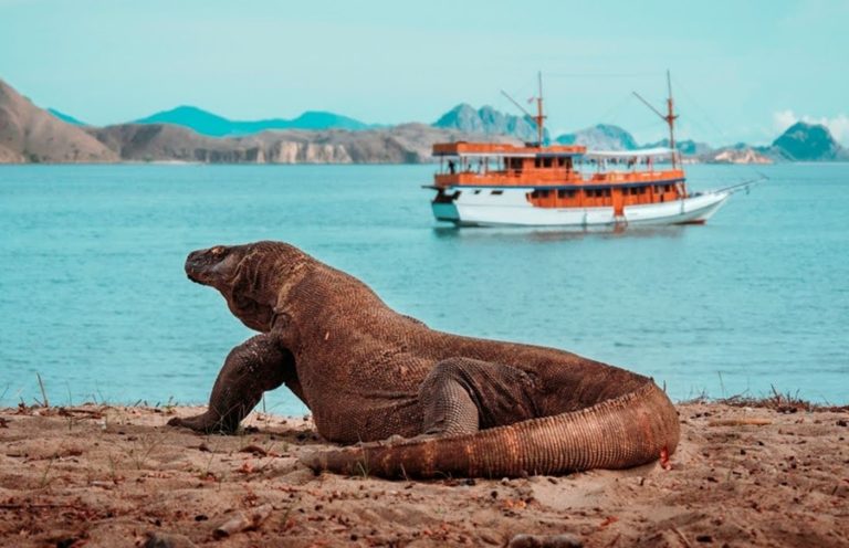 Komodo Dragon Labuan Bajo Flores Top Domestic Destination Indonesia