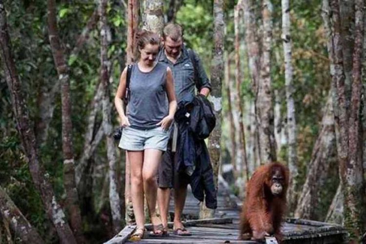 Orangutan In Tanjung Puting Indonesia Domestic Travel Destination