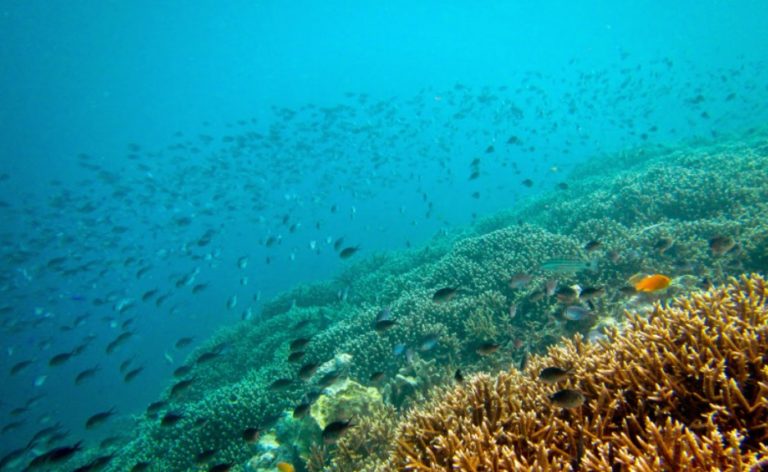 Corals Near Derawan Islands Top Domestic Destinations Not Bali Indonesia