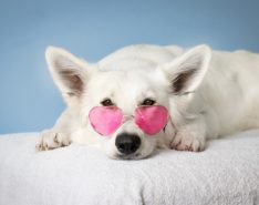white dog with glasses indonesia international pet expo tangerang near jakarta BSD