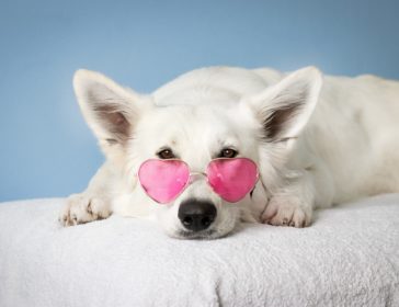 white dog with glasses indonesia international pet expo tangerang near jakarta BSD