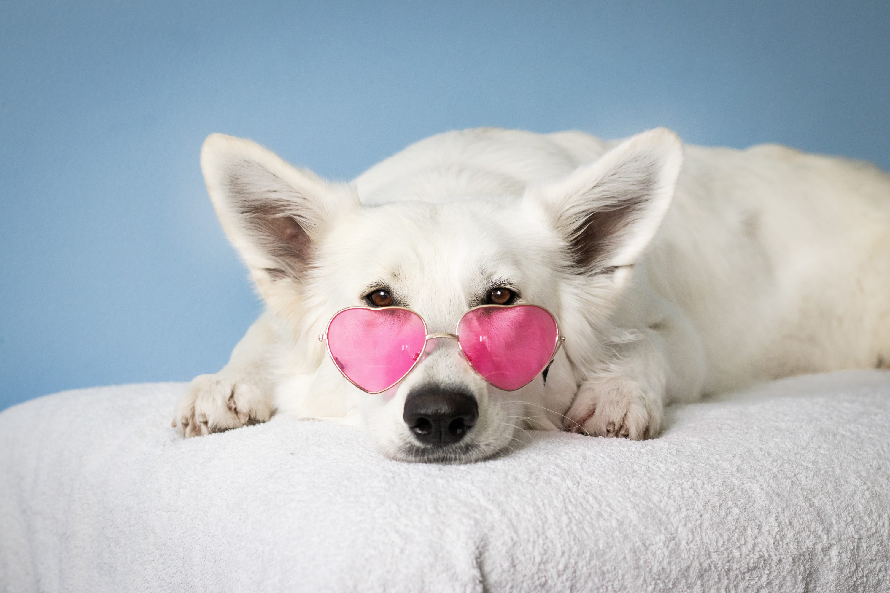 white dog with glasses indonesia international pet expo tangerang near jakarta BSD