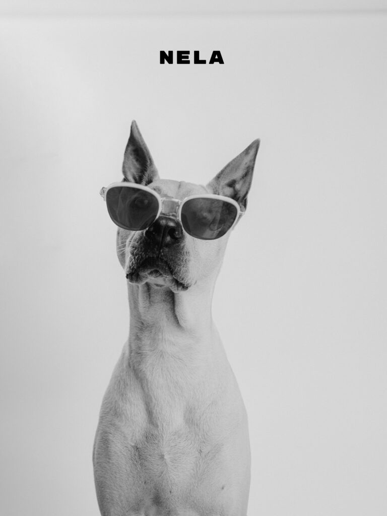 Dog Glasses Aint Just Pets Hong Kong
