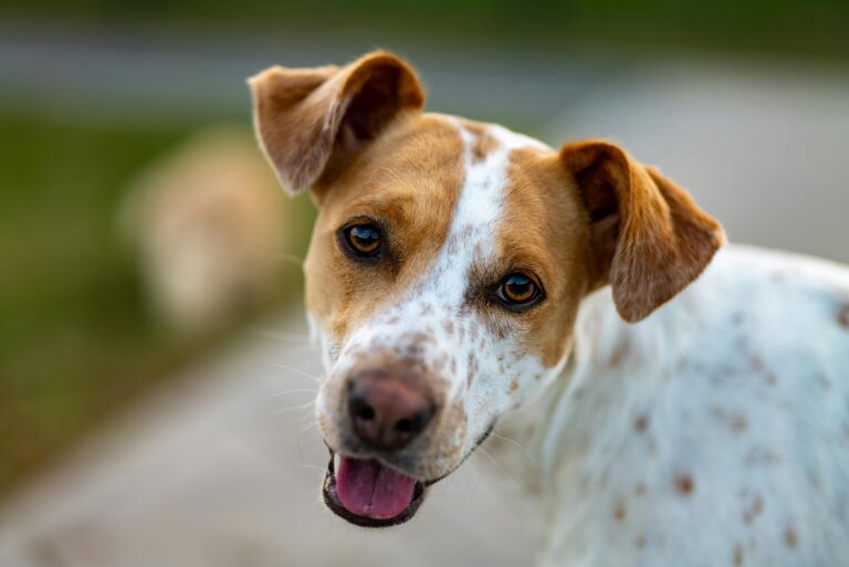Relo4Paws Relocation Companies & Movers Guide In Thailand Little Steps Asia